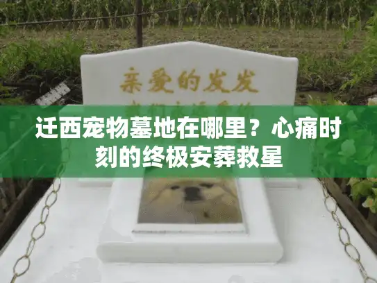 迁西宠物墓地在哪里?心痛时刻的终极安葬救星 迁西宠物墓地在哪里?心痛时刻的终极安葬救星