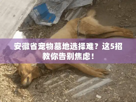 安徽省宠物墓地选择难？这5招教你告别焦虑！