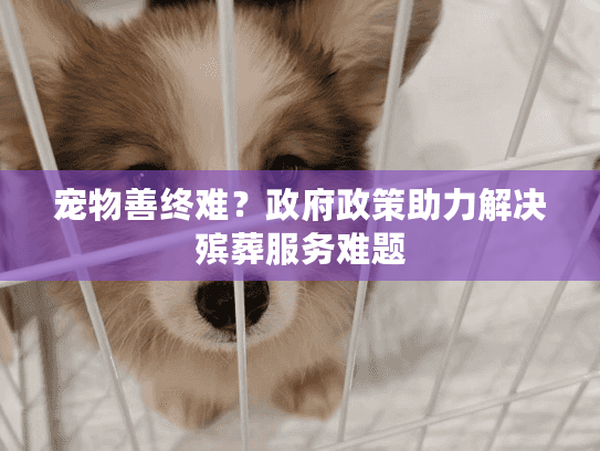 宠物善终难？政府政策助力解决殡葬服务难题