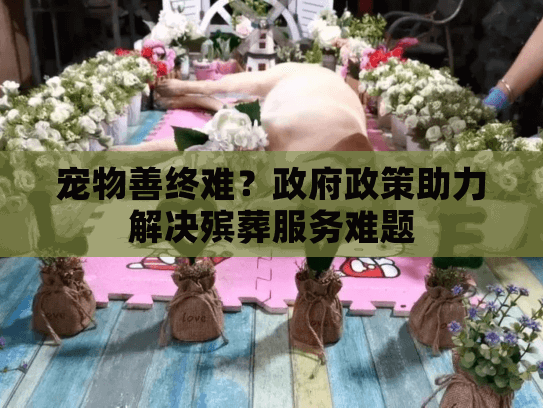 宠物善终难？政府政策助力解决殡葬服务难题