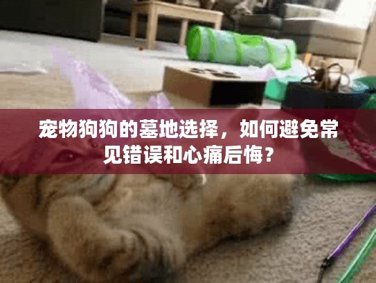 宠物狗狗的墓地选择，如何避免常见错误和心痛后悔？
