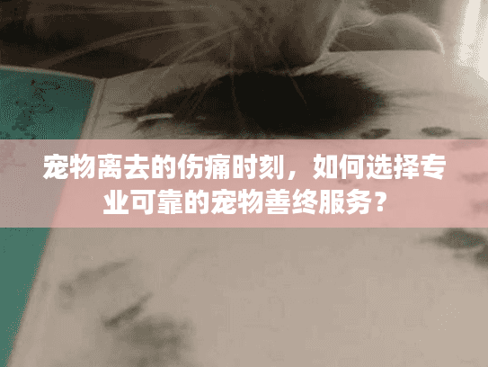 宠物离去的伤痛时刻，如何选择专业可靠的宠物善终服务？