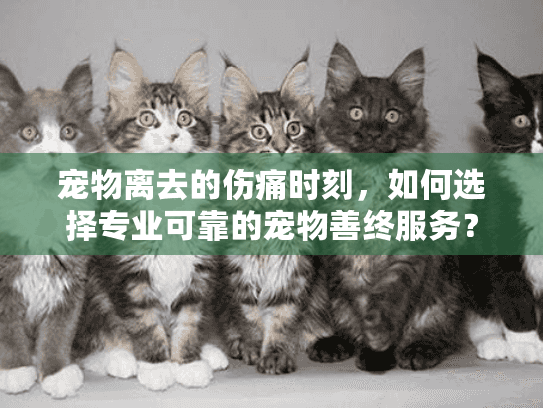 宠物离去的伤痛时刻，如何选择专业可靠的宠物善终服务？