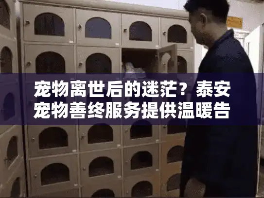 宠物离世后的迷茫？泰安宠物善终服务提供温暖告别方案