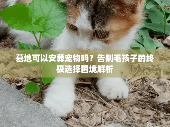 墓地可以安葬宠物吗？告别毛孩子的终极选择困境解析