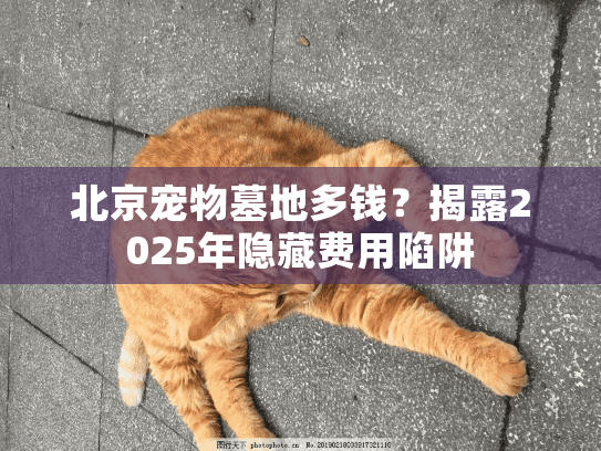 北京宠物墓地多钱？揭露2025年隐藏费用陷阱