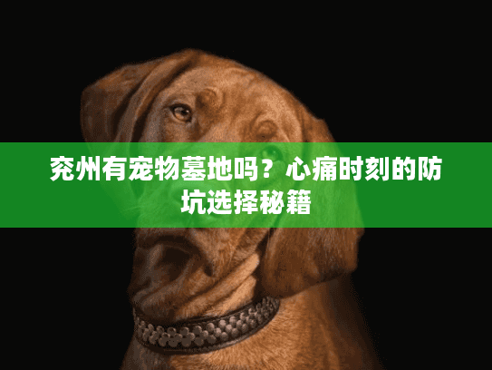 兖州有宠物墓地吗？心痛时刻的防坑选择秘籍