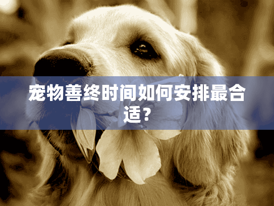 宠物善终时间如何安排最合适？