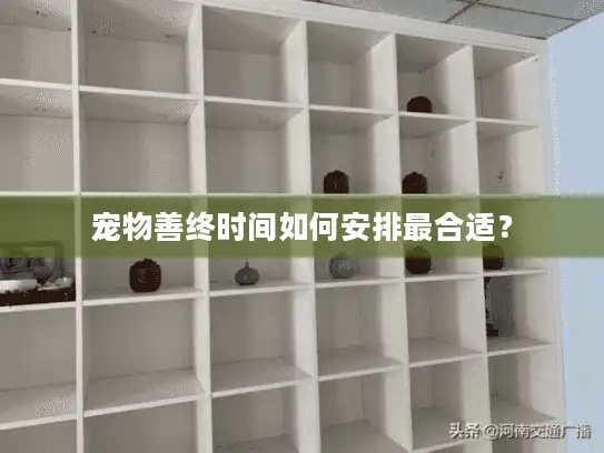 宠物善终时间如何安排最合适？