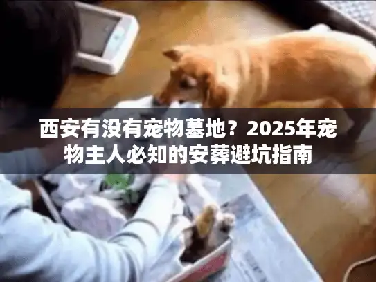 西安有没有宠物墓地？2025年宠物主人必知的安葬避坑指南