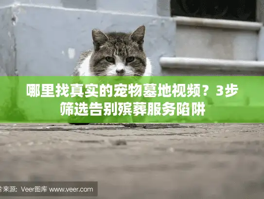 哪里找真实的宠物墓地视频?3步筛选告别殡葬服务陷阱 哪里找真实的宠物墓地视频?3步筛选告别殡葬服务陷阱