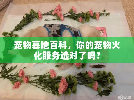 宠物墓地百科,你的宠物火化服务选对了吗? 宠物墓地百科,你的宠物火化服务选对了吗?
