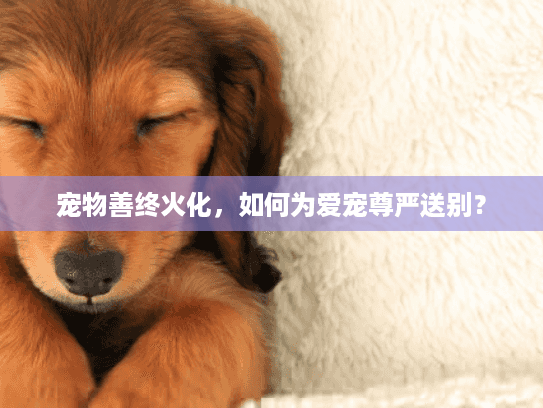 宠物善终火化，如何为爱宠尊严送别？