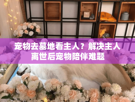 宠物去墓地看主人？解决主人离世后宠物陪伴难题