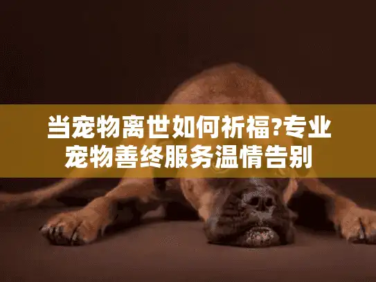 当宠物离世如何祈福?专业宠物善终服务温情告别