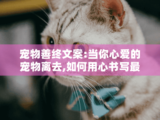 宠物善终文案:当你心爱的宠物离去,如何用心书写最后的告别?
