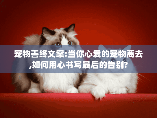 宠物善终文案:当你心爱的宠物离去,如何用心书写最后的告别?