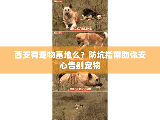 西安有宠物墓地么？防坑指南助你安心告别宠物