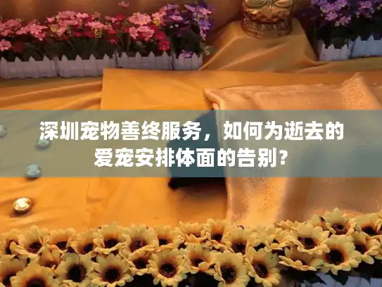 深圳宠物善终服务，如何为逝去的爱宠安排体面的告别？