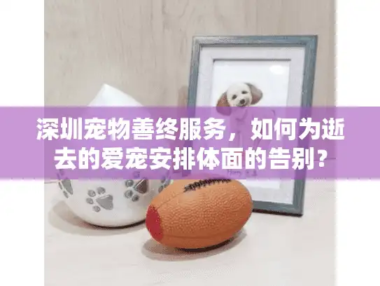 深圳宠物善终服务，如何为逝去的爱宠安排体面的告别？