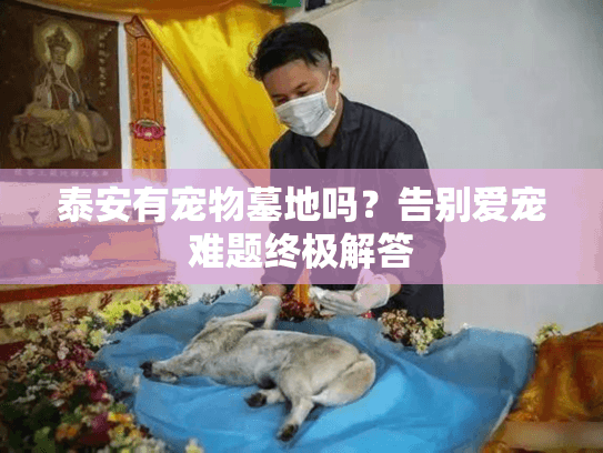 泰安有宠物墓地吗?告别爱宠难题终极解答 泰安有宠物墓地吗?告别爱宠难题终极解答