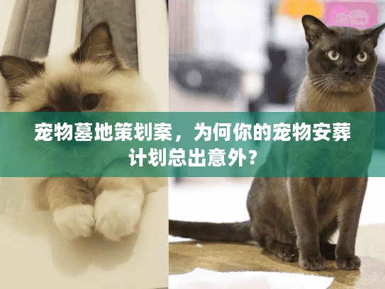 宠物墓地策划案，为何你的宠物安葬计划总出意外？