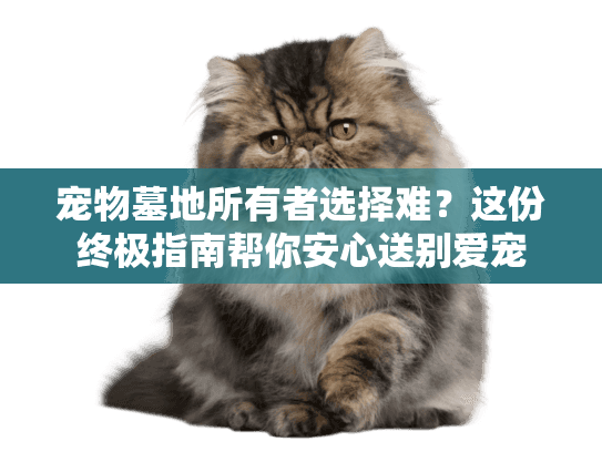 宠物墓地所有者选择难？这份终极指南帮你安心送别爱宠