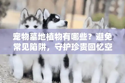 宠物墓地植物有哪些？避免常见陷阱，守护珍贵回忆空间