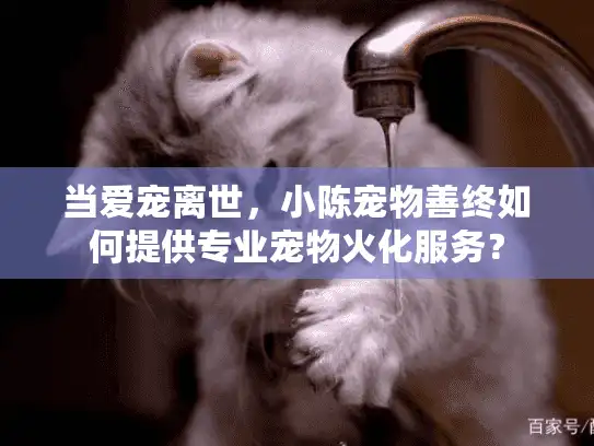 当爱宠离世,小陈宠物善终如何提供专业宠物火化服务? 当爱宠离世,小陈宠物善终如何提供专业宠物火化服务?