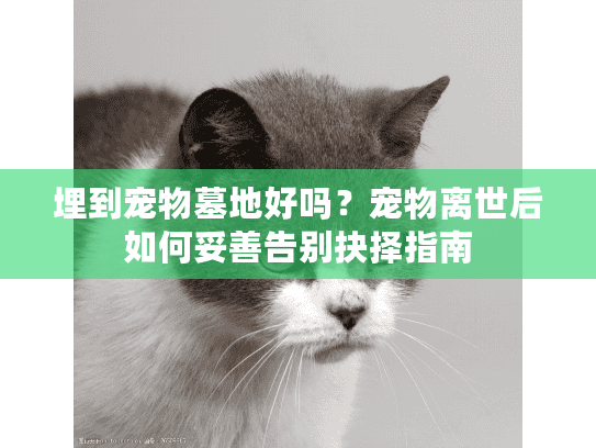 埋到宠物墓地好吗？宠物离世后如何妥善告别抉择指南