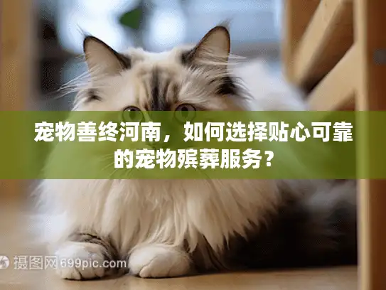 宠物善终河南，如何选择贴心可靠的宠物殡葬服务？