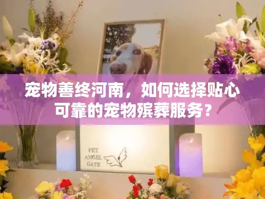 宠物善终河南，如何选择贴心可靠的宠物殡葬服务？