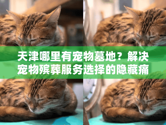 天津哪里有宠物墓地？解决宠物殡葬服务选择的隐藏痛点