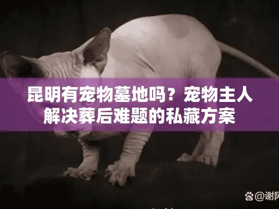 昆明有宠物墓地吗？宠物主人解决葬后难题的私藏方案