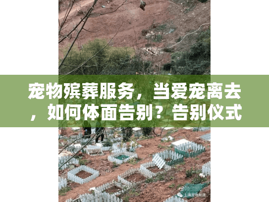 宠物殡葬服务，当爱宠离去，如何体面告别？告别仪式完整指南