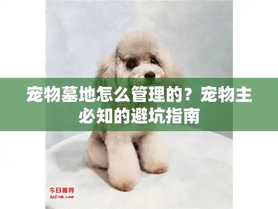 宠物墓地怎么管理的？宠物主必知的避坑指南