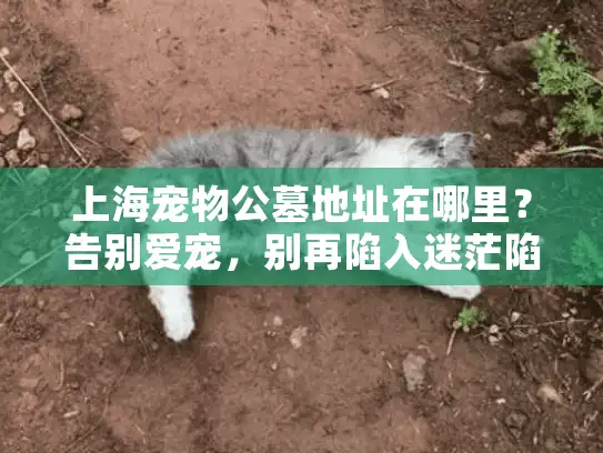 上海宠物公墓地址在哪里？告别爱宠，别再陷入迷茫陷阱
