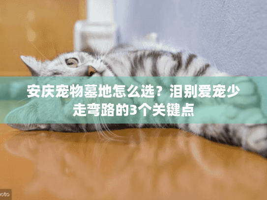 安庆宠物墓地怎么选？泪别爱宠少走弯路的3个关键点