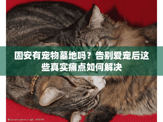 固安有宠物墓地吗?告别爱宠后这些真实痛点如何解决 固安有宠物墓地吗?告别爱宠后这些真实痛点如何解决