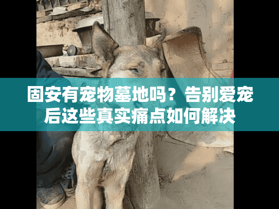 固安有宠物墓地吗?告别爱宠后这些真实痛点如何解决 固安有宠物墓地吗?告别爱宠后这些真实痛点如何解决