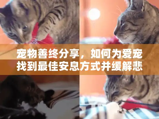 宠物善终分享，如何为爱宠找到最佳安息方式并缓解悲伤？