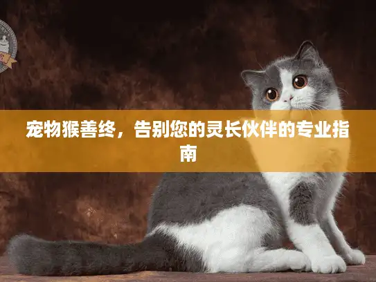 宠物猴善终，告别您的灵长伙伴的专业指南
