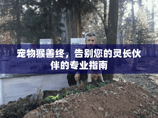 宠物猴善终，告别您的灵长伙伴的专业指南