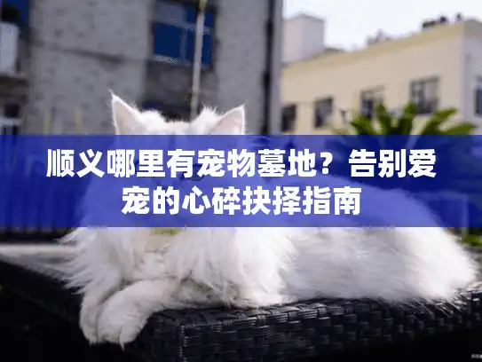 顺义哪里有宠物墓地?告别爱宠的心碎抉择指南 顺义哪里有宠物墓地?告别爱宠的心碎抉择指南