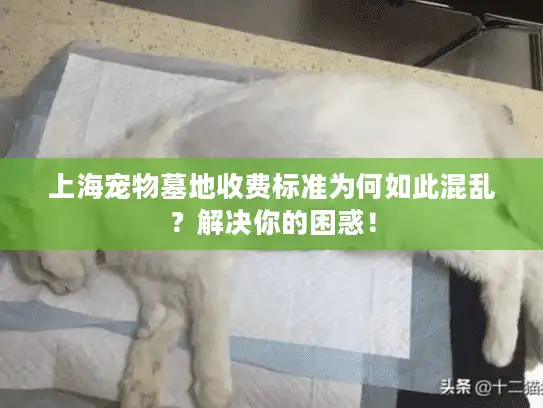 上海宠物墓地收费标准为何如此混乱？解决你的困惑！