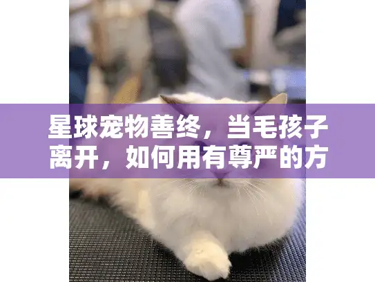 星球宠物善终，当毛孩子离开，如何用有尊严的方式告别？