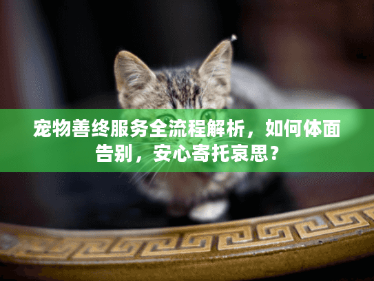 宠物善终服务全流程解析,如何体面告别,安心寄托哀思? 宠物善终服务全流程解析,如何体面告别,安心寄托哀思?