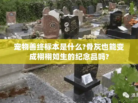 宠物善终标本是什么?骨灰也能变成栩栩如生的纪念品吗?