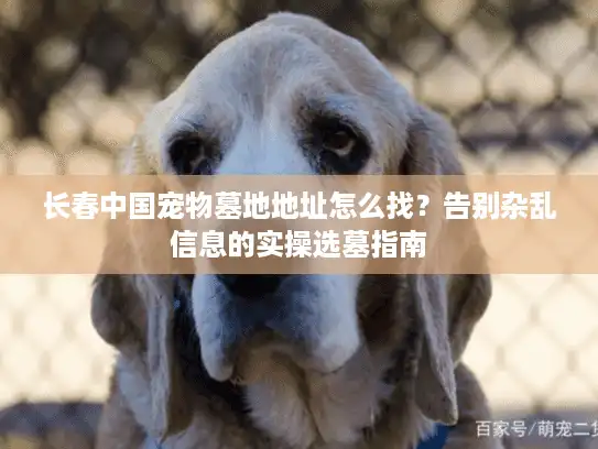 长春中国宠物墓地地址怎么找?告别杂乱信息的实操选墓指南 长春中国宠物墓地地址怎么找?告别杂乱信息的实操选墓指南