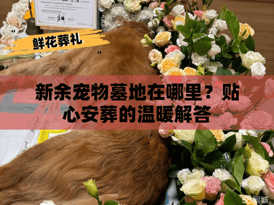 新余宠物墓地在哪里？贴心安葬的温暖解答
